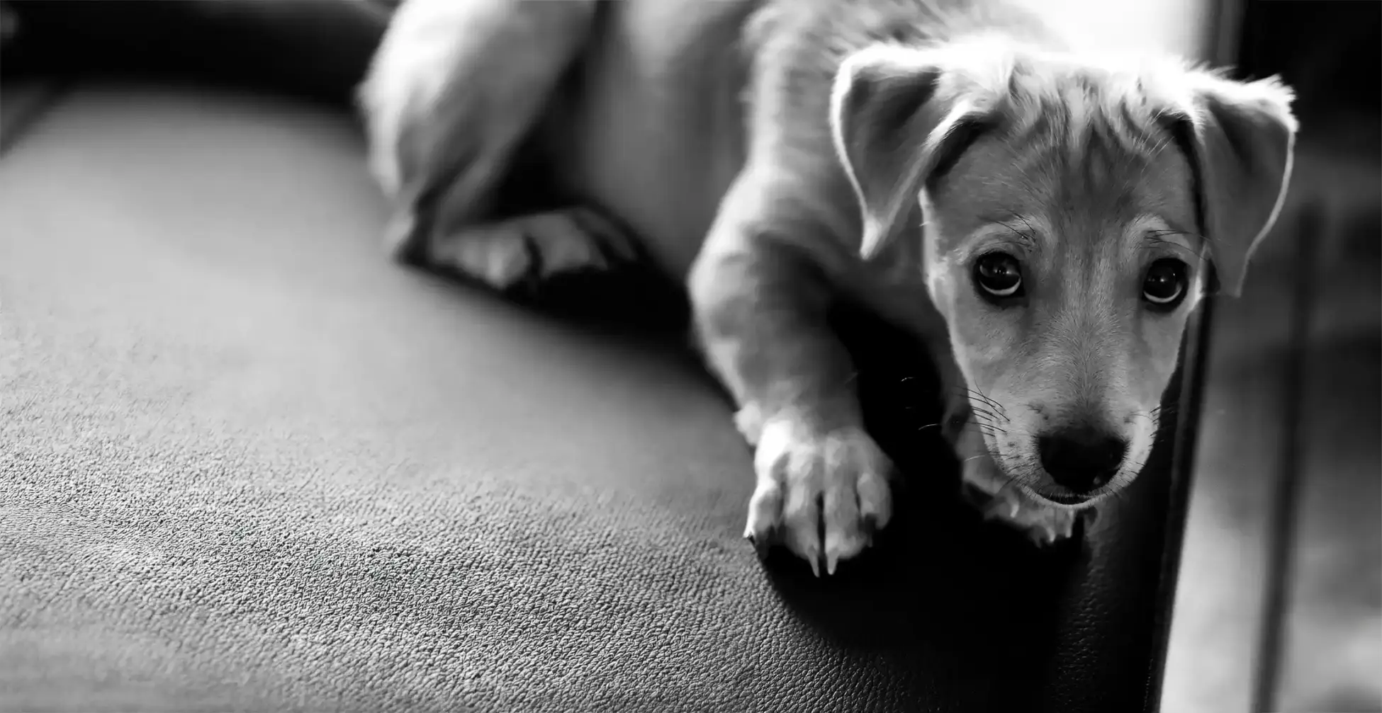Fear Periods in Puppies