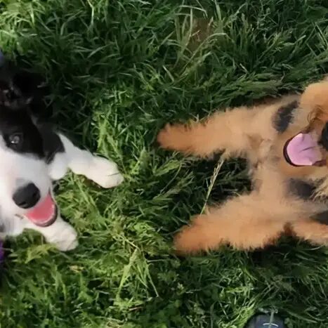 Zen Dog Canine Training