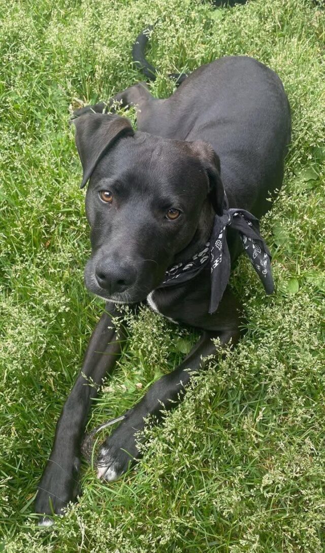 PLEASE CROSS POST.....A friend of mine is fostering a very special dog and he is now ready for his forever home.  There is a lovely video of him below in the post.MEET FREDDY!!!Freddy is 65lbs of energy, vital life force and joy
Birthday: Not quite sure but some time in October of 2024
Weight: A looooong and lean 65lbs
Currently in Foster in Nelson, BCWho is he?
- an eager to please, clever goofball
- extremely smart
- food motivated
- playful & enthusiastic
- FAST! this boy can run!
- Loves routine!Skills include:
- did we mention he is FAST! He would be GREAT at agility
- 10/10 on the cuddle scale
- a bit like a house alarm, will bark to alert you (with positive reinforcement he knows to cease
when instructed)
- 10/10 on bringing joy and enthusiasm to all things in life
- plays well with other dogs after proper introduction
- loves to learn and work
- good with horses, chickens and catsWork in Progress includes:
- can be reactive with new dogs if not introduced properly
- shy
- his early life in the shelter has caused him to be wary of strangers but once he knows you,
he warms right up
- trust is earned with Freddie, not given automatically
Ideal home:
- ideally with a doggie sibling who will tolerate his playful puppy-ness but could be an only dog as long as he had regular play dates
- he loves routine
- rural setting away from the hustle and bustle of city life
- fenced outdoor space he can safely explore
- people who will worship him and make him feel safe and loved
- humans with experience with shy dogs who can boost his confidence
- a life that oﬀers adventure and allows him to grow into the amazing dog he is becoming
- a home willing to continue his raw feedingMedical Flex:
- he is healthy, raw fed and has delayed neuter to allow his growth plates to closeFreddie’s Dream:
Find a human who loves him as much as he loves to run! Someone who will be patient with him as he finds his way and overcomes “stranger danger” and loves to cuddle on the couch.EMAIL: Andrea at pvcaanimalrescue@gmail.com and please mention you saw the posting via Shannon's page on FB
https://www.youtube.com/watch?app=desktop&v=1yNURzGmjEA