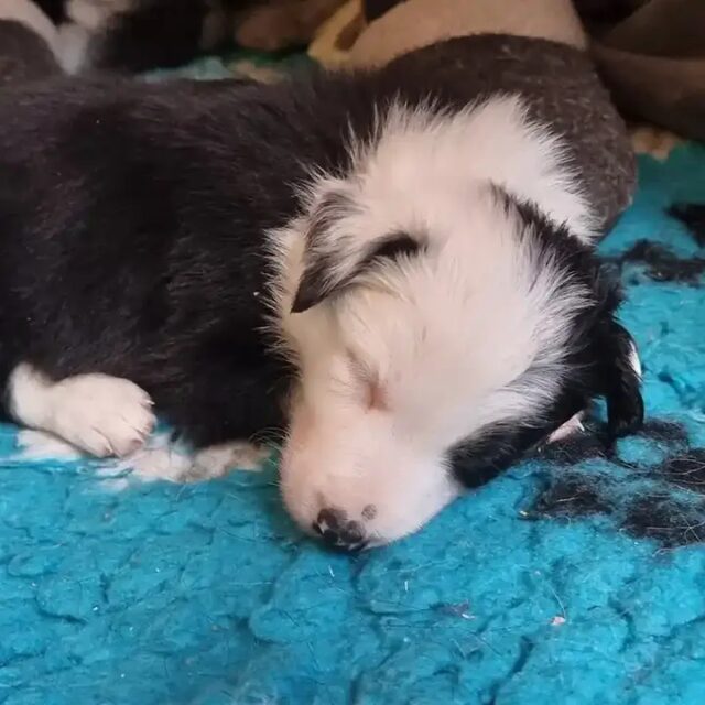 Zen Dog Canine Training