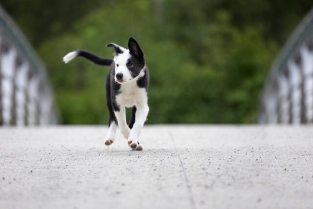 We have one spot left for Puppy Kindergarten starting tomorrow night!  Join us for a lot of learning and fun in this comprehensive six week course!  To register contact Simply Natural Raw Pet Food at 604 266 1125 or email k9@zendogtraining.comhttps://www.zendogtraining.com/services/puppy-training/kindergarten/