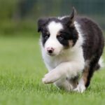 Zen Dog Canine Training