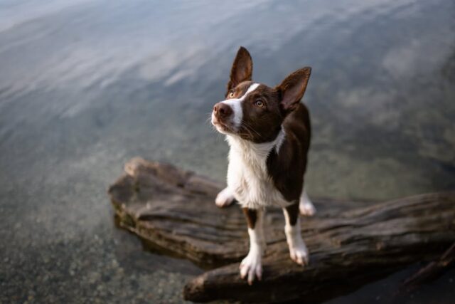 We have two spots left in our up-coming Puppy Kindergarten class, starting Thursday May 28th.
Join us for lots of puppy shenanigans and learning through this six week course.  We offer a progressive curriculum that builds in solid puppy skills.  The course comes with a handler's loot bag of training items, a puppy agility course, weekly contests for prizes, and guidance on enrichment, nutrition, grooming.
This is our first level in our puppy development series, with two courses to follow for the keeners who really want to delve into creating solid puppy skills.
Suitable for puppies under 14 weeks of age on start date.
To register contact Simply Natural Raw Pet Foods at 604 266 1125. For questions answered, reach out to k9@zendogtraining.com