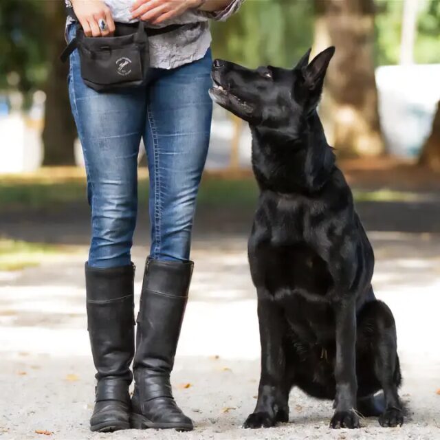 Zen Dog Canine Training