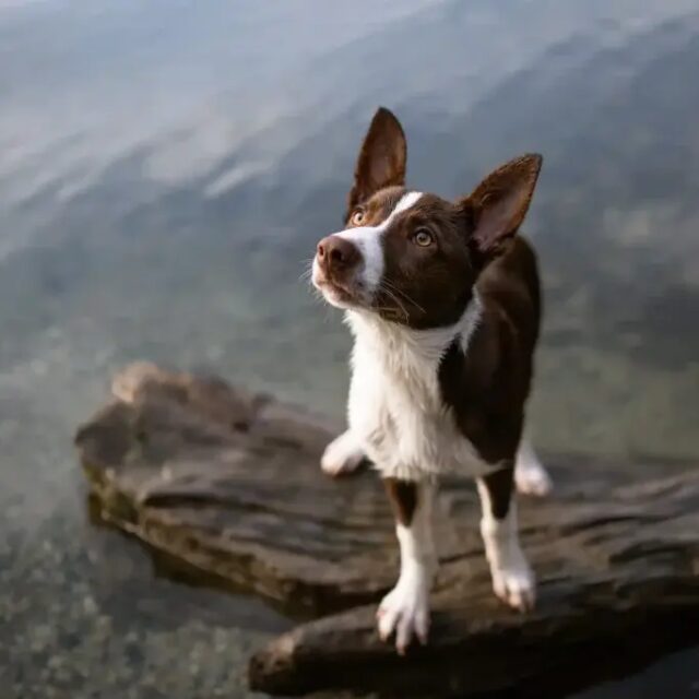 Zen Dog Canine Training